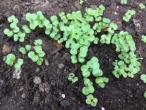 Sproutlings in our play-yard garden